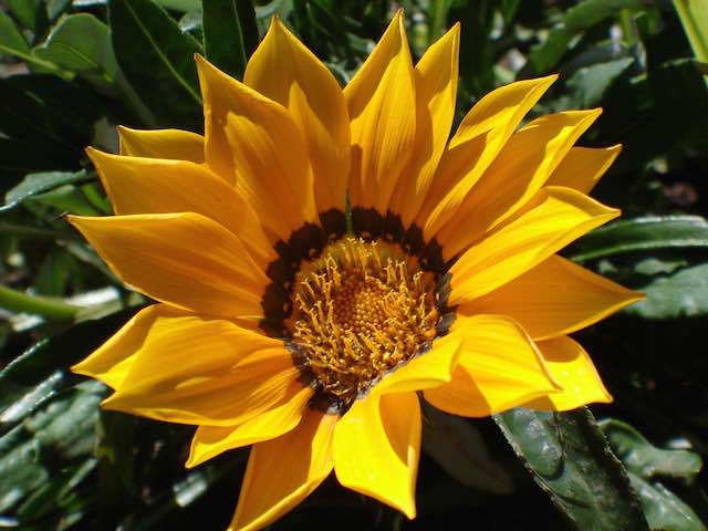 Sonnenblume