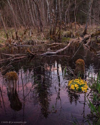 Teich_in_Rot