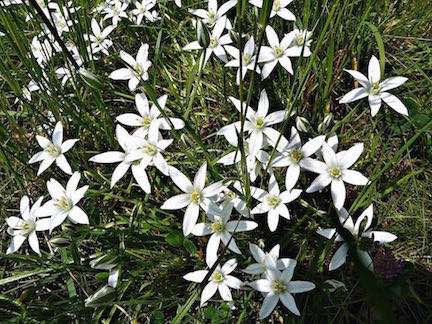 WeisseBlumenWiese