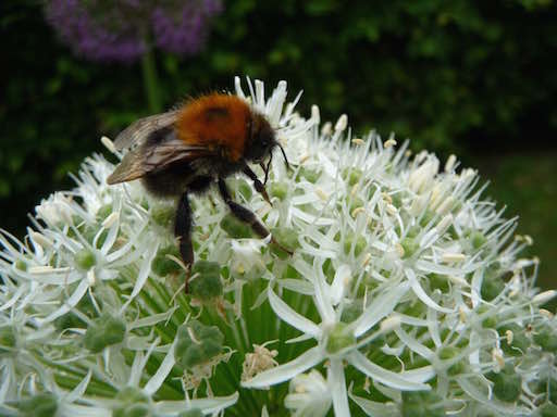 Zierzwiebel_mit_Hummel