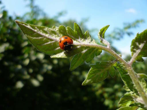 Marienkaefer_in_den_Tomaten