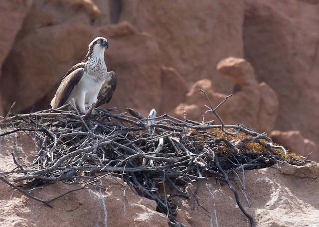 Fischadlerfamilie_im_korsischen_Nest