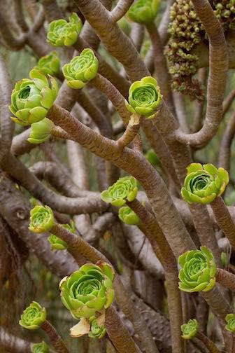 Sukkulente_aeonium_arboreum_2